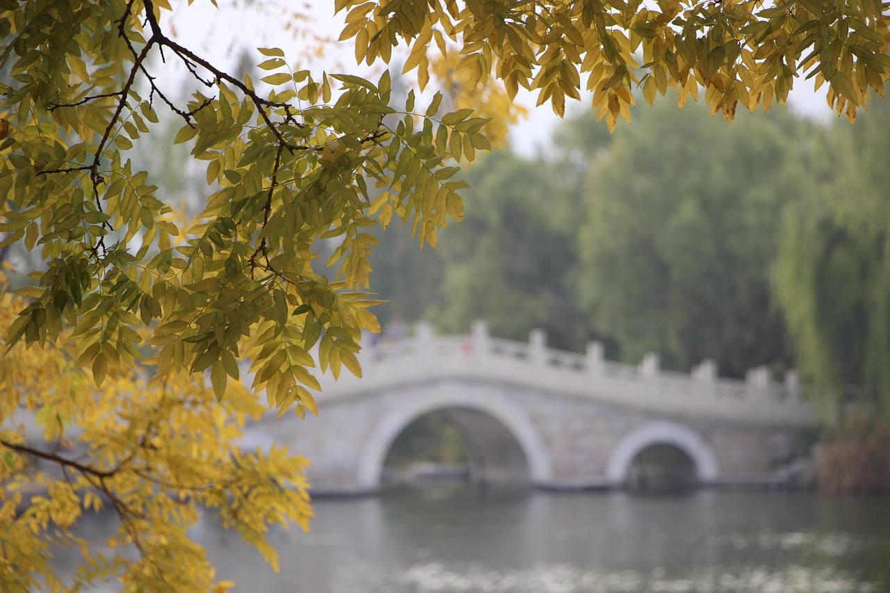 tree, leaves, bridge, stone bridge, foliage, nature, autumn leaves, autumn season, autumn foliage, river, woods, outdoors, forest